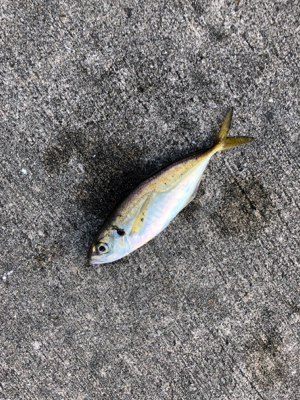 イワシやアジ群れが入っている