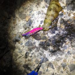 アオリイカ爆釣