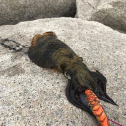 秋イカ開幕してるやん