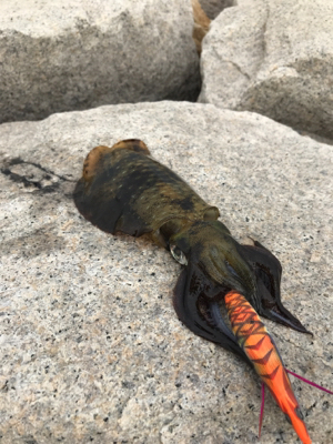 秋イカ開幕してるやん