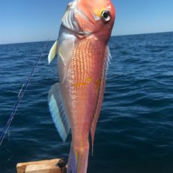 マイボートでアマダイ狙い