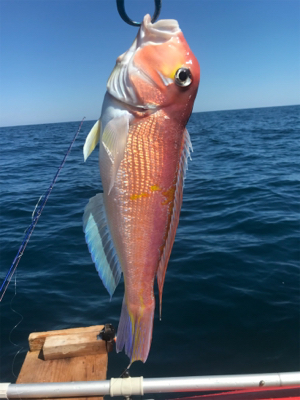 マイボートでアマダイ狙い