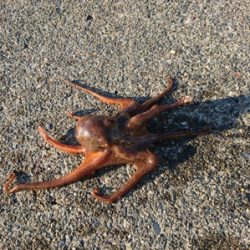 何か釣れれば良いかな