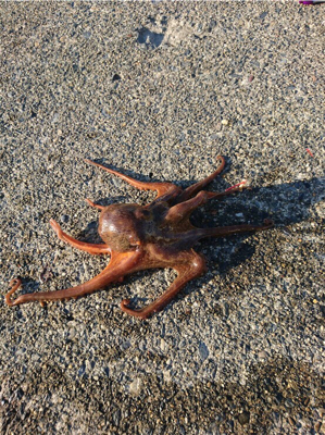 何か釣れれば良いかな