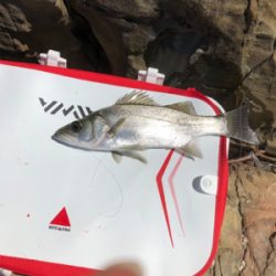 グレフカセ釣り