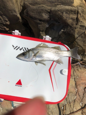 グレフカセ釣り