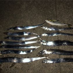 タチウオ爆釣!!