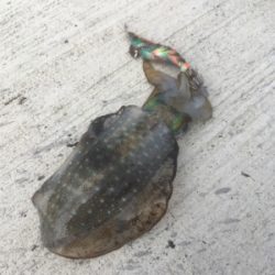 徐々にサイズアップ気味