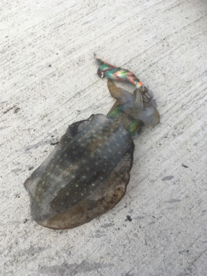 徐々にサイズアップ気味