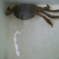 自作エギでアオリ10杯！モズクガニも！！おまけにキジハタ・・・