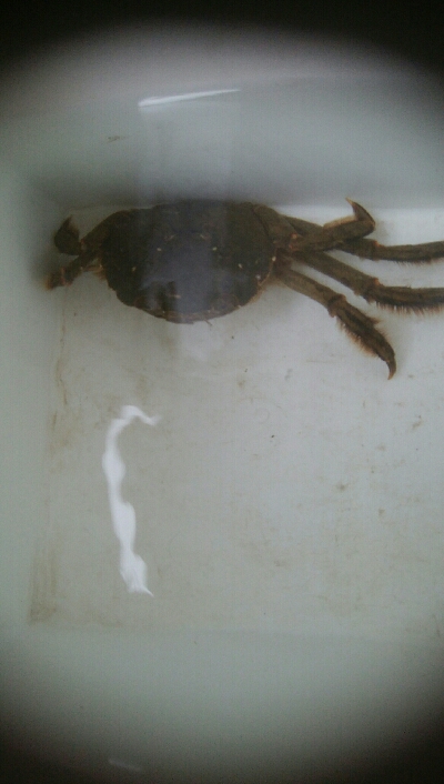 自作エギでアオリ10杯！モズクガニも！！おまけにキジハタ・・・