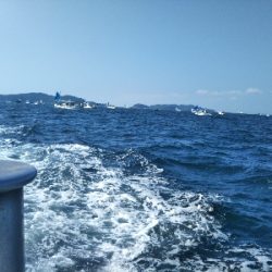 今日は五目釣り?