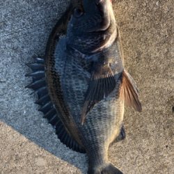 アジやサバの群れが入ってきています