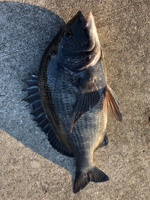 アジやサバの群れが入ってきています