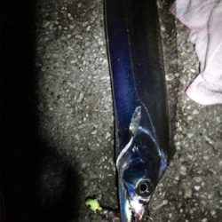 久しぶりのタチウオ