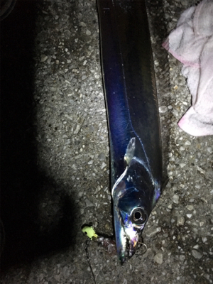 久しぶりのタチウオ