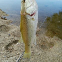 子バス釣り