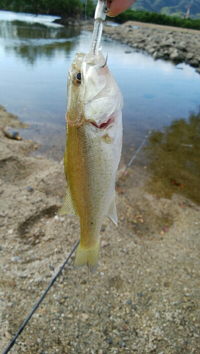 子バス釣り