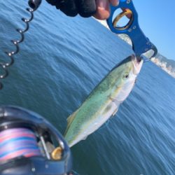 爆釣、されど、娘に完敗！