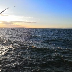 ショートバイトで4匹