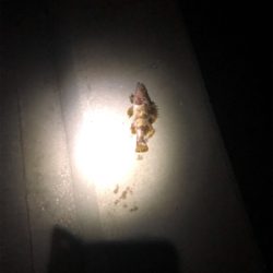 ロックフィッシュ