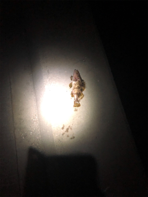 ロックフィッシュ