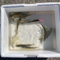 メッキフィーバー