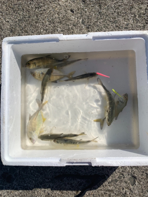 メッキフィーバー