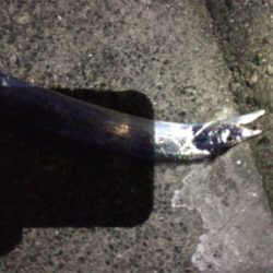 デイガシリング＆タチウオ