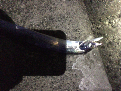 デイガシリング＆タチウオ