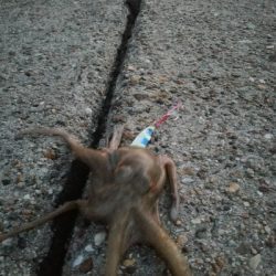 ギリハマチとジクに珍客