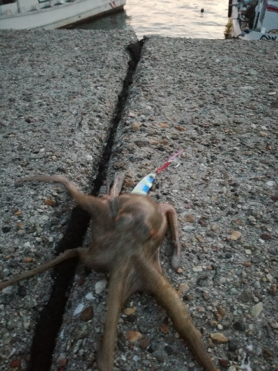 ギリハマチとジクに珍客