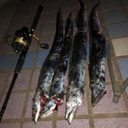 タチウオ朝夕2ラウンド