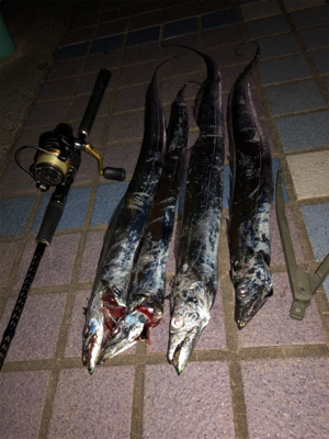 タチウオ朝夕2ラウンド