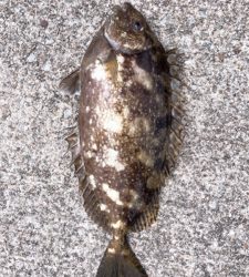 スズキ来たァ～⤴︎︎⤴︎︎