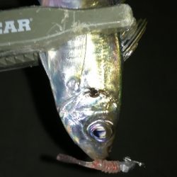 ナイトアジング