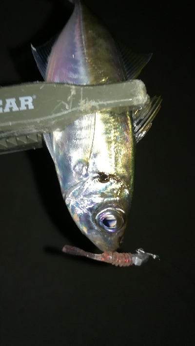 ナイトアジング