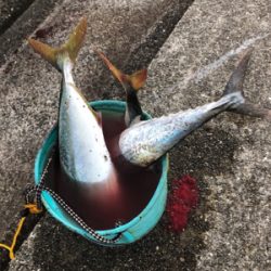 大潮の青物祭りを狙って♪