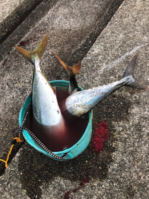 大潮の青物祭りを狙って♪