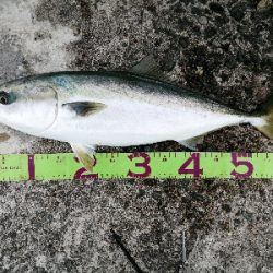 タチウオ、ハマチ、メジロ