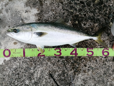 タチウオ、ハマチ、メジロ