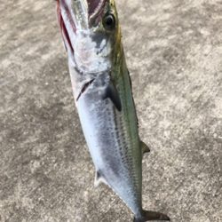 青物が渋い代わりにシイラとタチウオ!