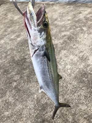 青物が渋い代わりにシイラとタチウオ!