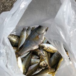 青物を釣りたい…