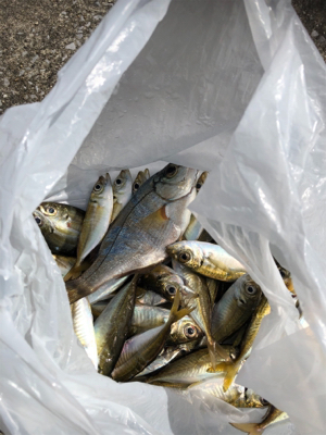 青物を釣りたい…