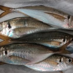 アジンガー1910〜1940