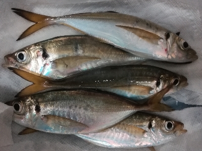 アジンガー1910〜1940