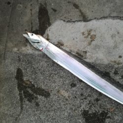 久しぶりにタチウオ