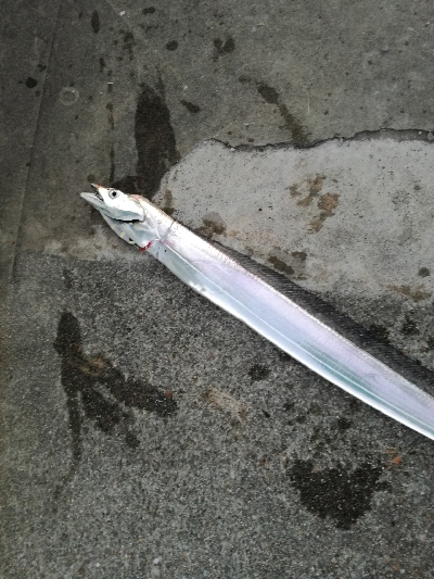 久しぶりにタチウオ