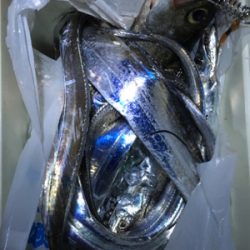 タチウオいい感じ